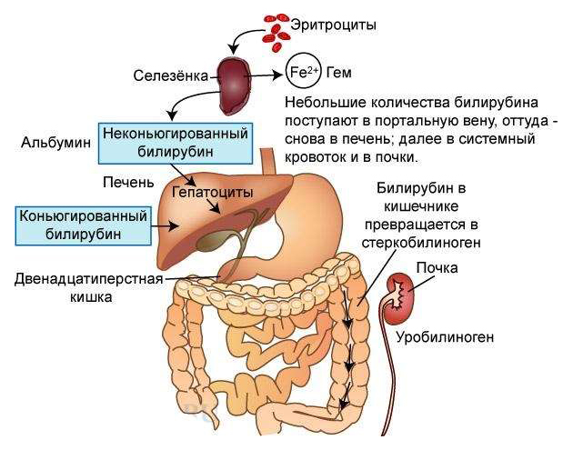 kak-ponizit-bilirubin-v-krovi